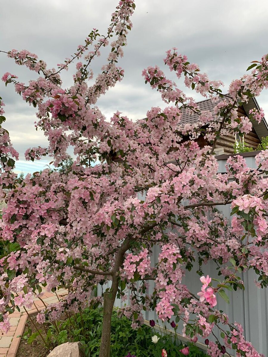Яблоня Макамик у подруги