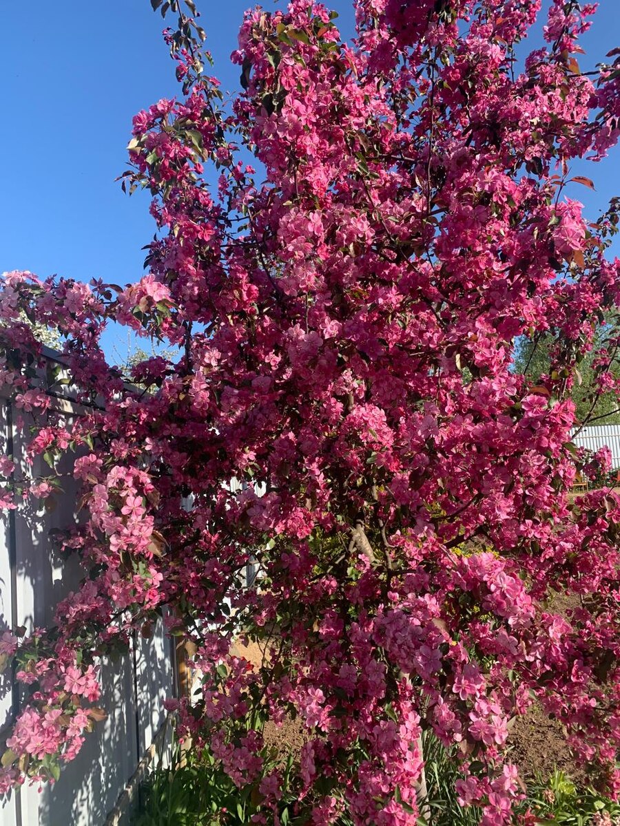 Яблоня у подруги в саду. Листайте вправо. Там есть все характеристики Декоративной яблони Макамик