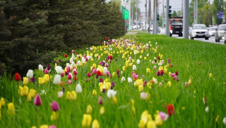    На улицах Оренбурга расцвели 400 тысяч тюльпанов Оренбуржье