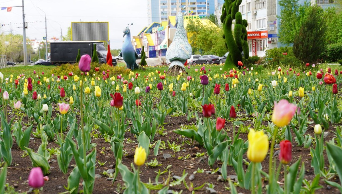     На улицах Оренбурга расцвели 400 тысяч тюльпанов Оренбуржье
📷    На улицах Оренбурга расцвели 400 тысяч тюльпанов Оренбуржье
📷    На улицах Оренбурга расцвели 400 тысяч тюльпанов Оренбуржье
📷    На улицах Оренбурга расцвели 400 тысяч тюльпанов Оренбуржье
📷    На улицах Оренбурга расцвели 400 тысяч тюльпанов Оренбуржье
📷    На улицах Оренбурга расцвели 400 тысяч тюльпанов Оренбуржье
📷    На улицах Оренбурга расцвели 400 тысяч тюльпанов Оренбуржье
📷    На улицах Оренбурга расцвели 400 тысяч тюльпанов Оренбуржье
