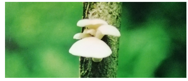 Вешенка обыкновенная в июле