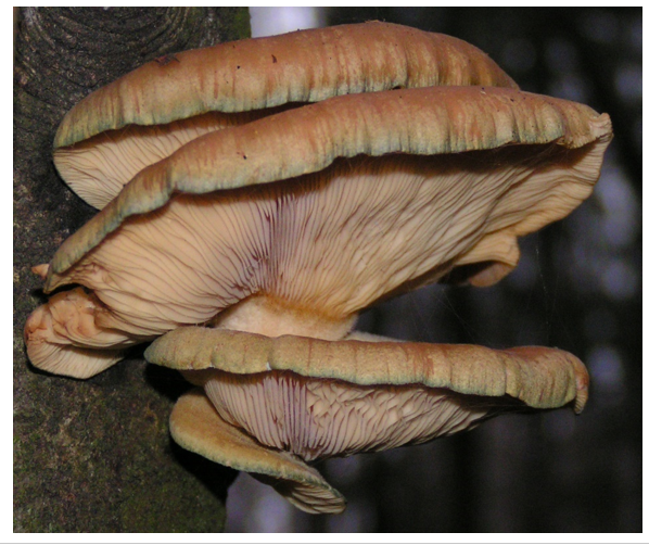 Вешенка обыкновенная в ноябре