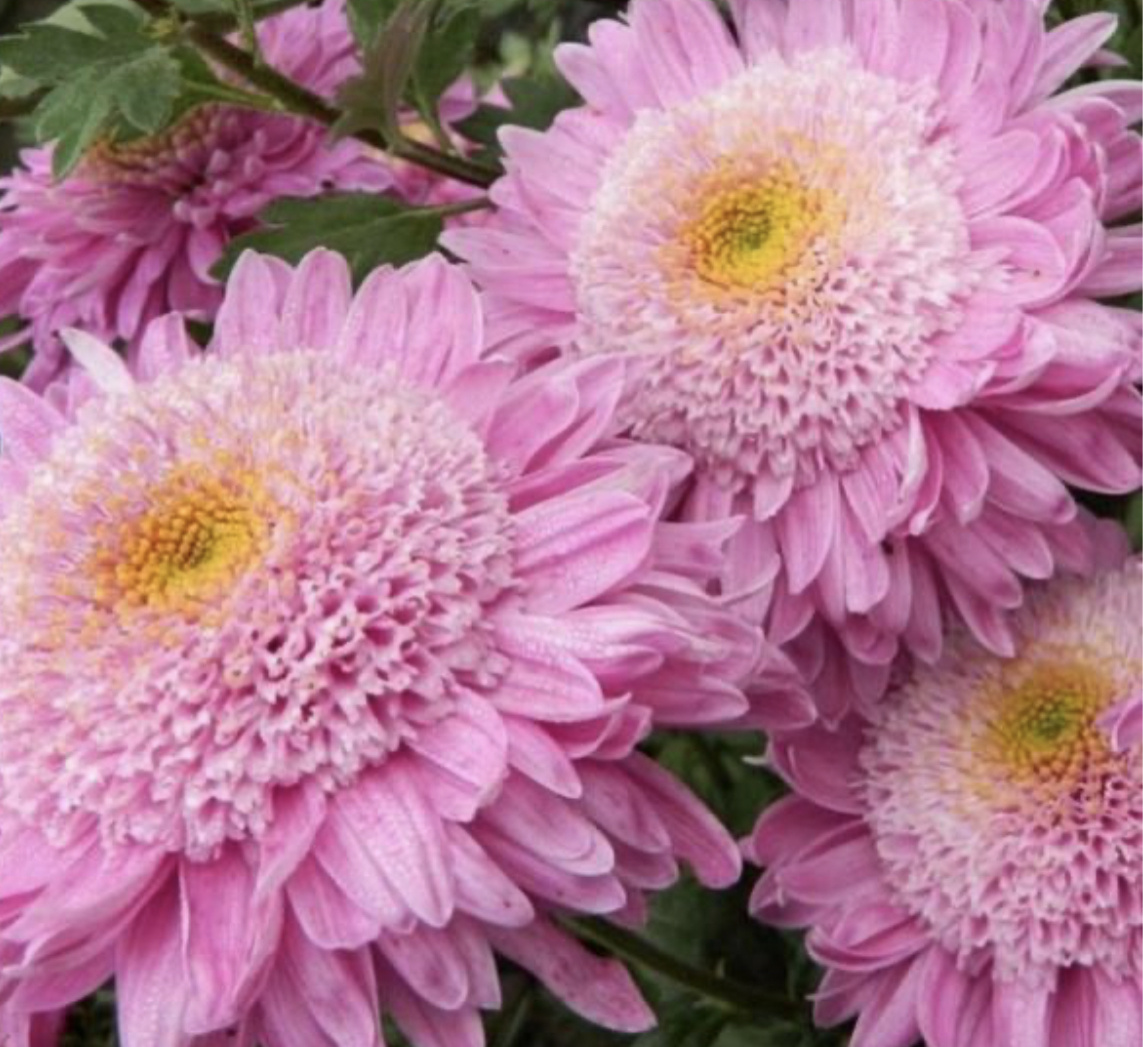 Хризантема корейская Метеорит