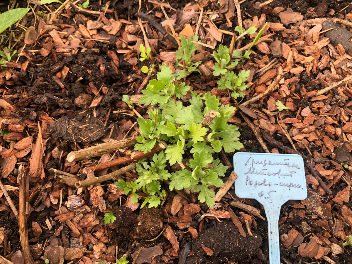 Корейская хризантема Метеорит, 7.05.2025. Листайте вправо