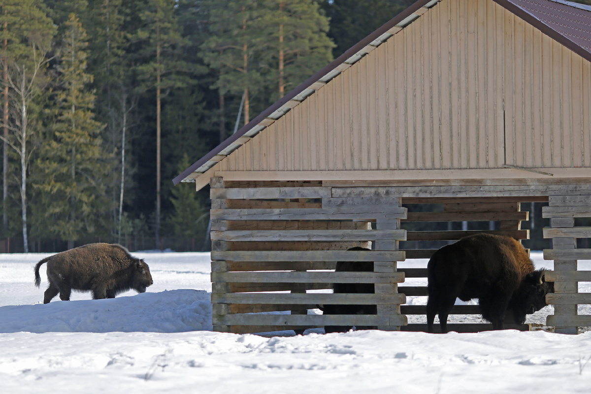 Зубробизоны в «Зубровнике». https://vk.com/parkzubrovnik