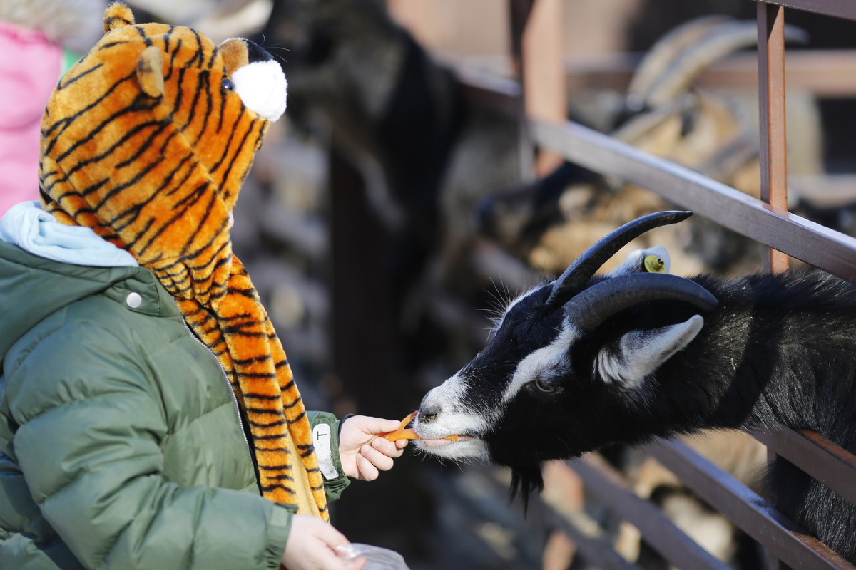 Кормление коз на мини-фермах «Зубровника». https://vk.com/parkzubrovnik