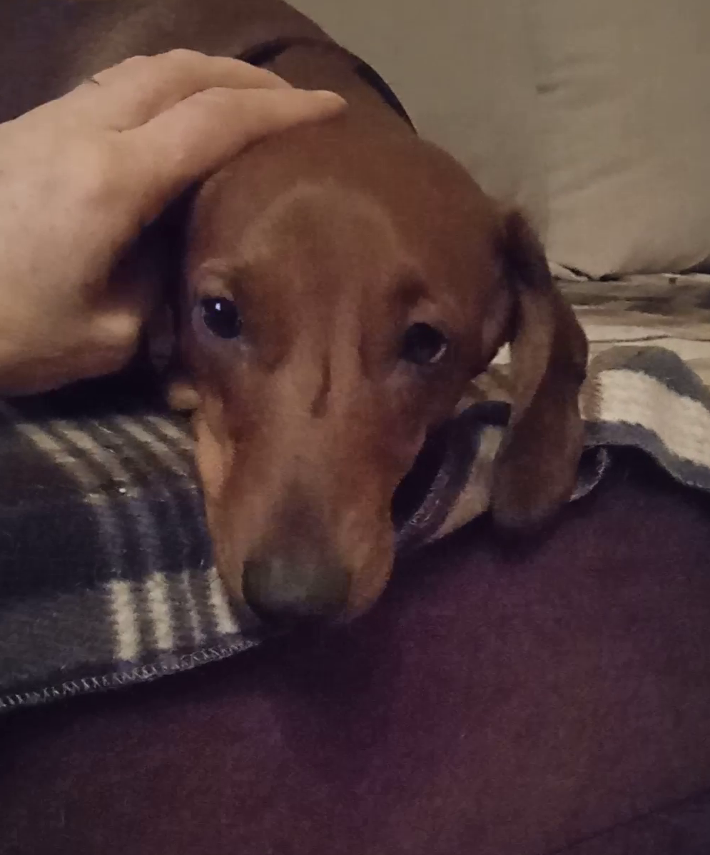 Обиженная на весну Алиса