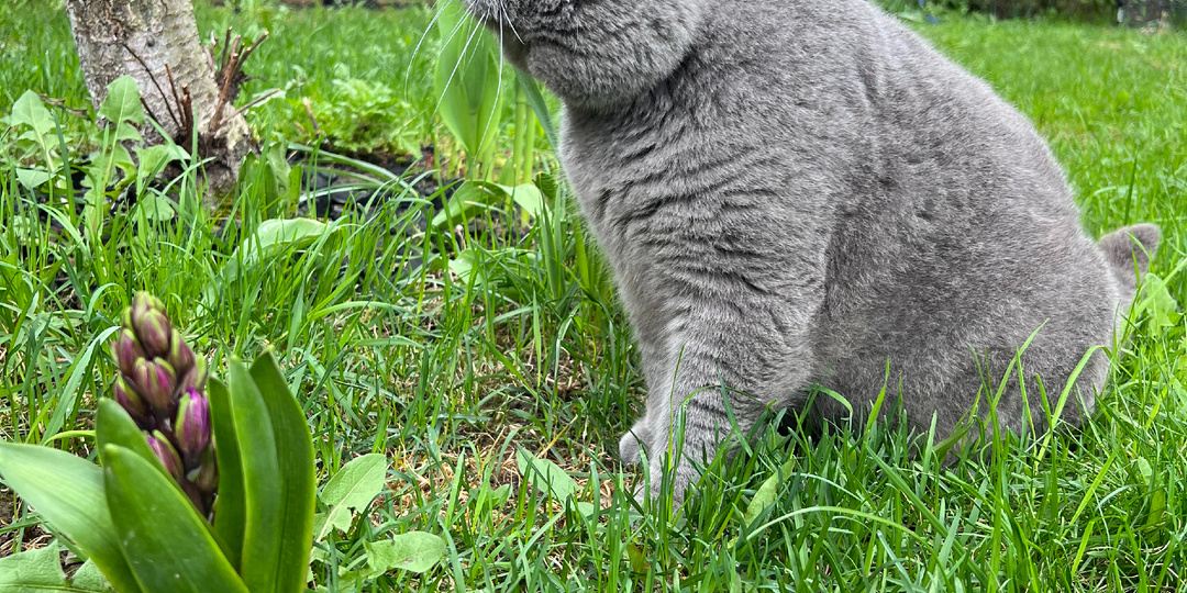 Ароматические масла и кошки