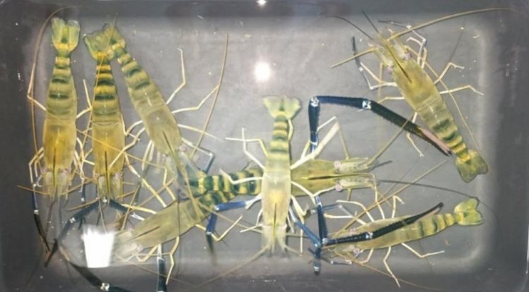    Гигантские пресноводные креветки смогут выращивать в южных регионах РФ благодаря ученым ВНИРО