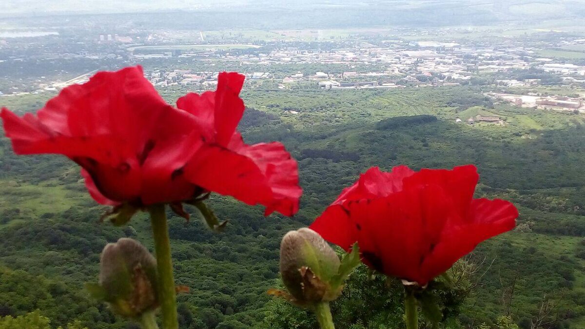 Реликтовые маки на Бештау
