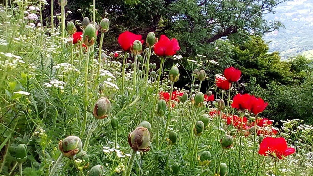 Реликтовые маки на горе Бештау