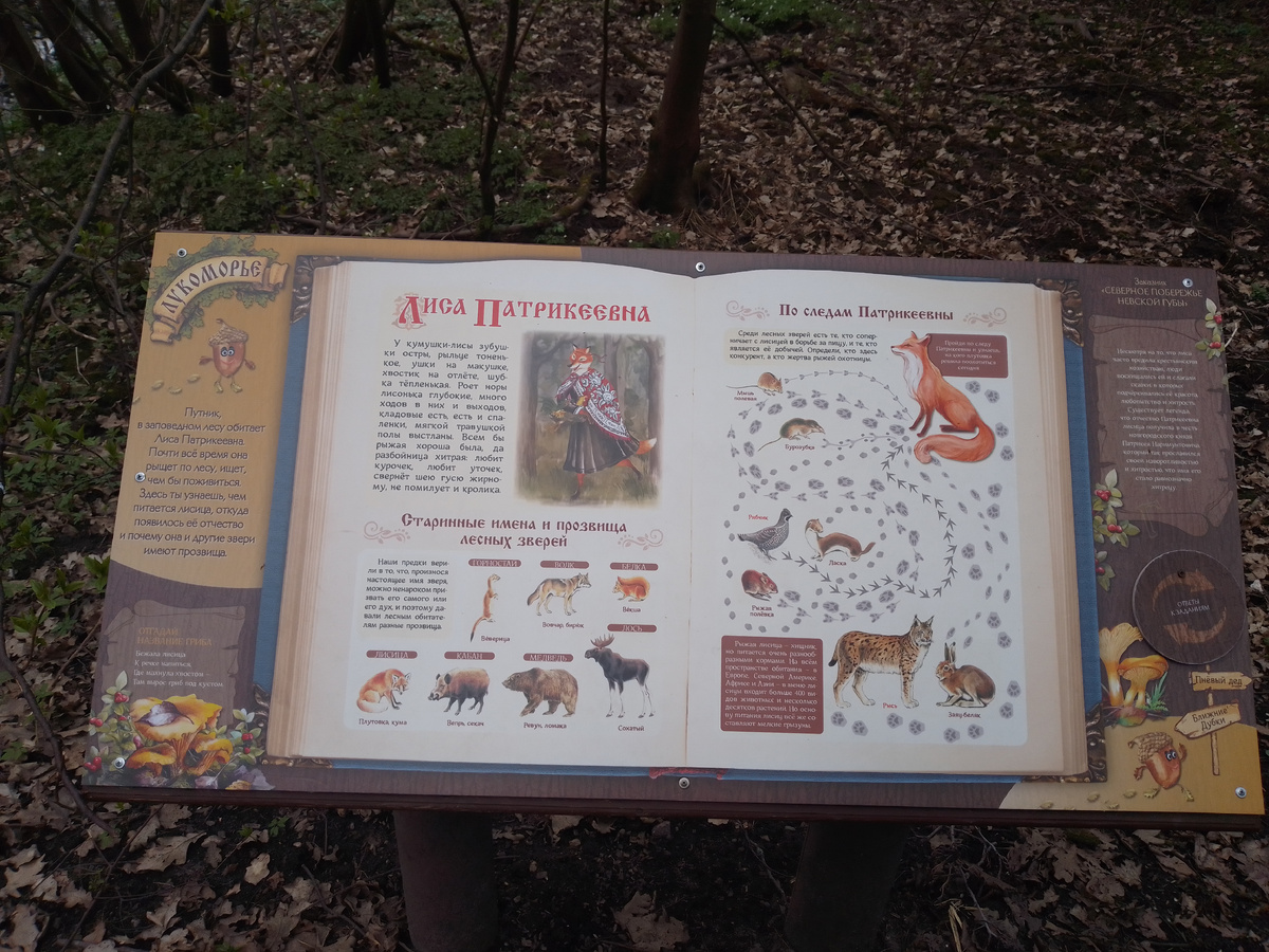 Кума Патикеевна и её конкурены и добыча и конкуренты. Можно найти следы лисы, бурозуки и других жертв и конкурентов