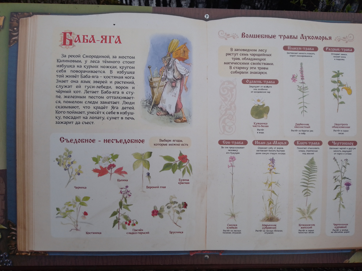 Баба яга, Съедобные и яядовитые растения