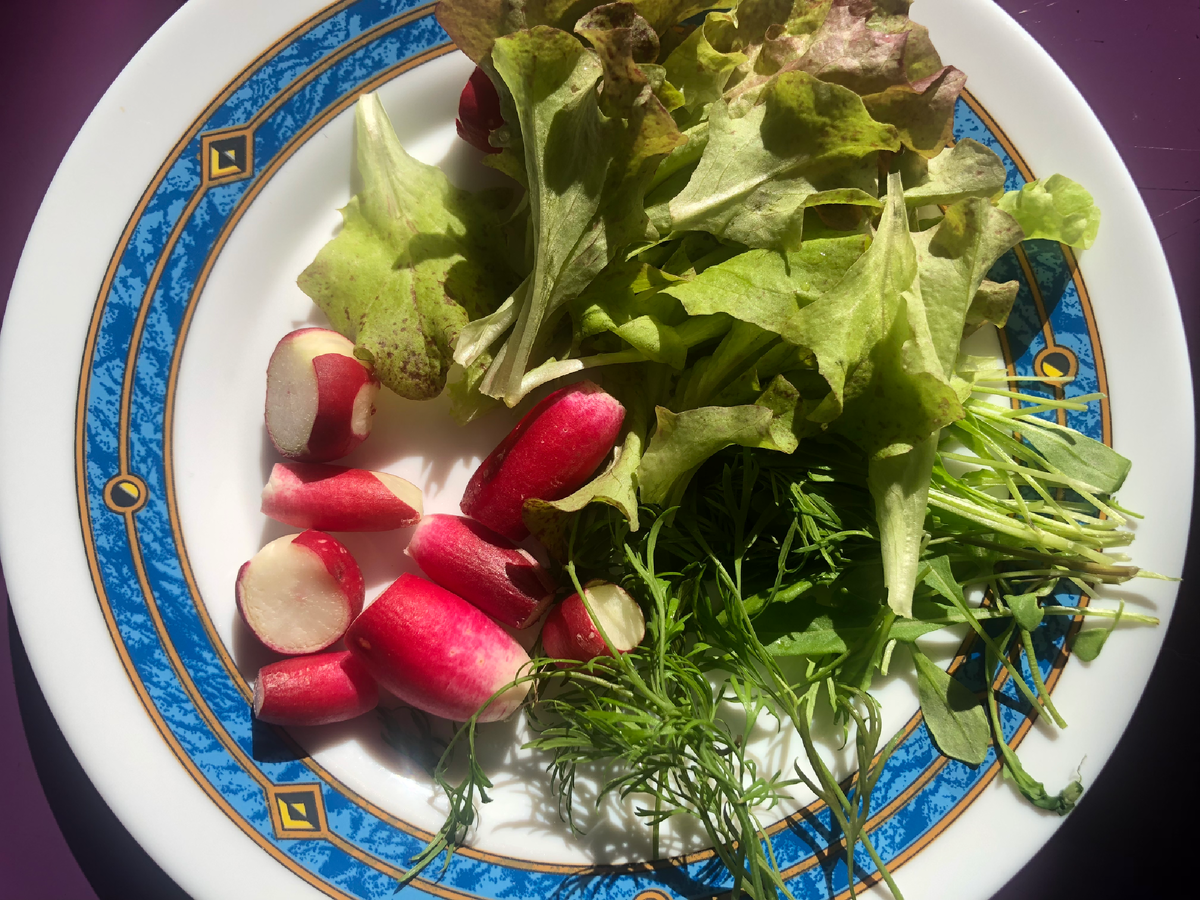 4 мая 2025. Едим первую зелень из теплицы! И пока никакой белокрылки!