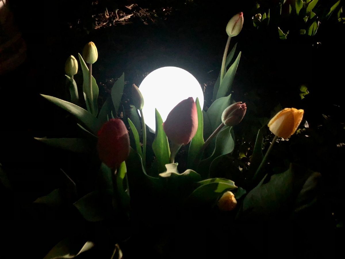 Тюльпаны в ночи