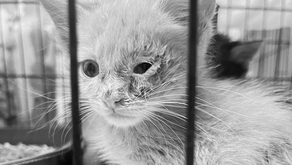 Один из котят, которого спасли из нижегородской живодерни, умер