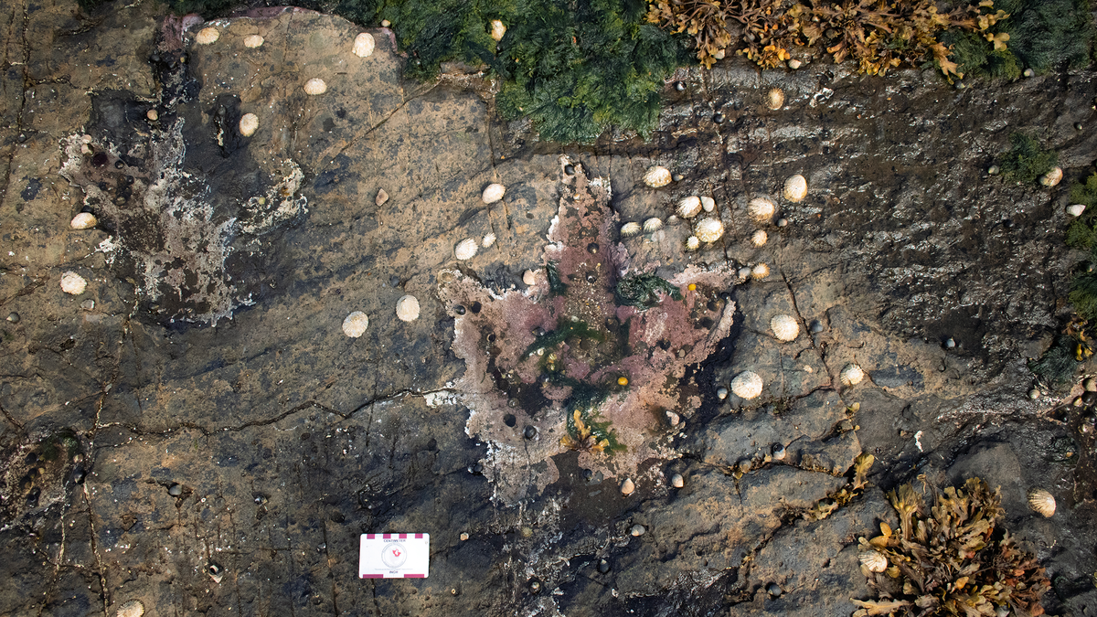    Тайны юрского периода раскрыты в следах динозавров на острове Скай