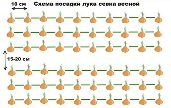 схема посадки севка