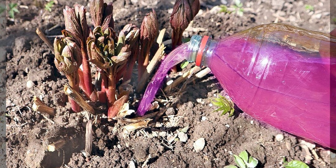 Новый сезон - новые вопросы: отвечаем на пятьдесят новых вопросов от начинающих дачников. Часть 9