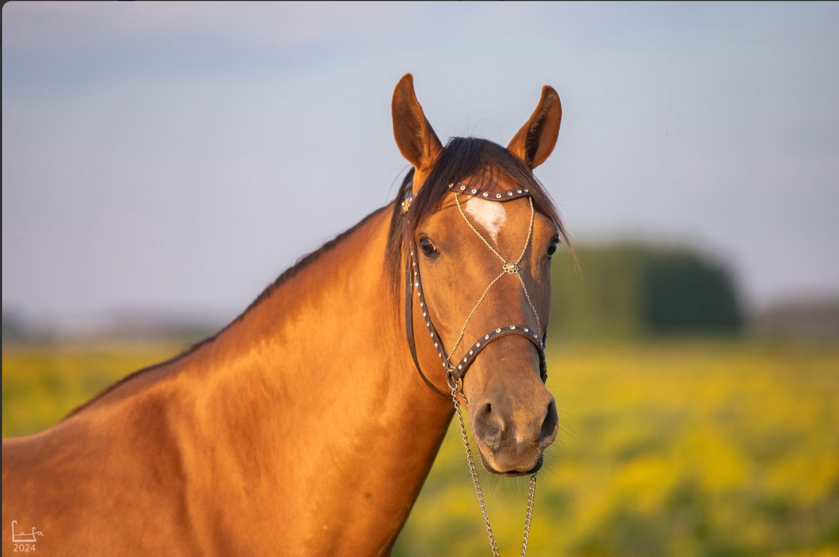 Донская кобыла Соната (Сумбар - Трабла)
восточно-карабахский внутрипородный тип
2019г.р.