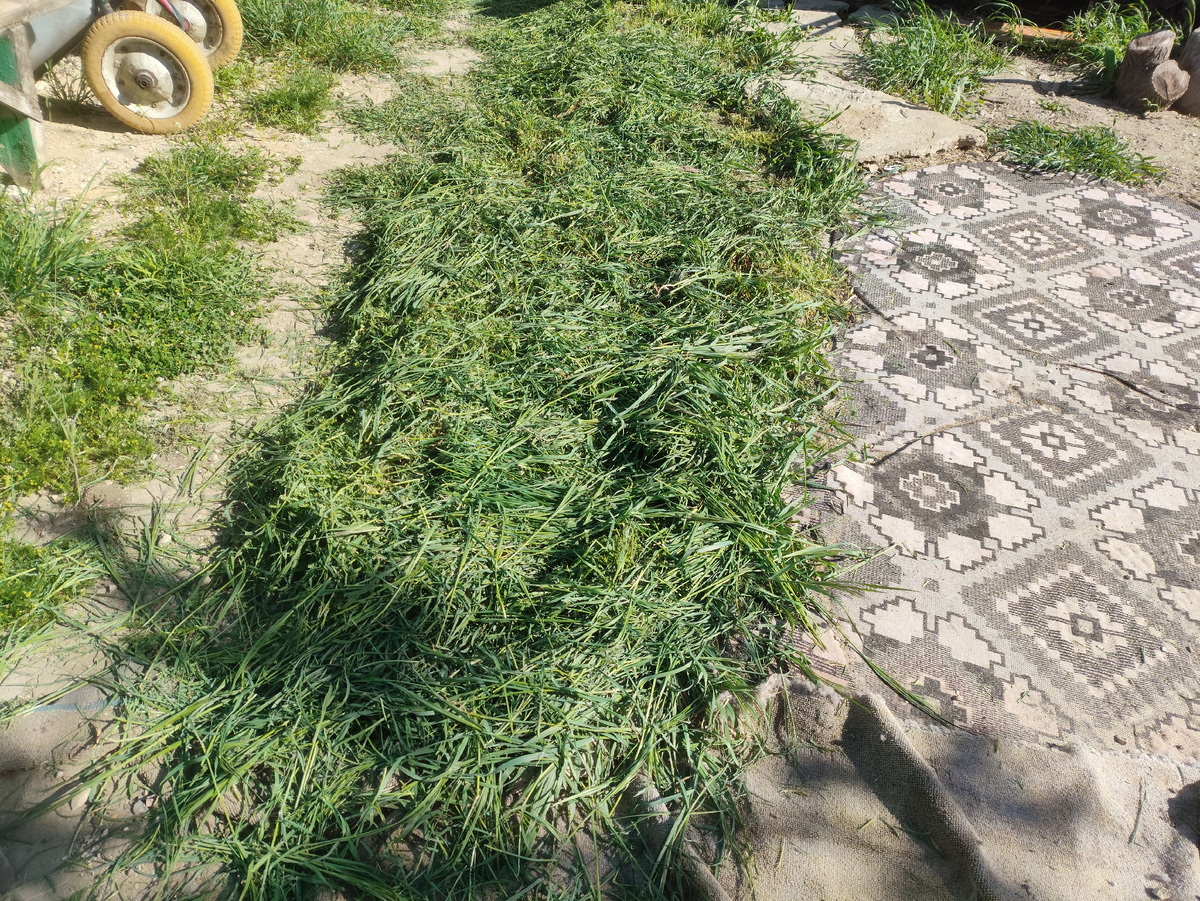 На дворе трава