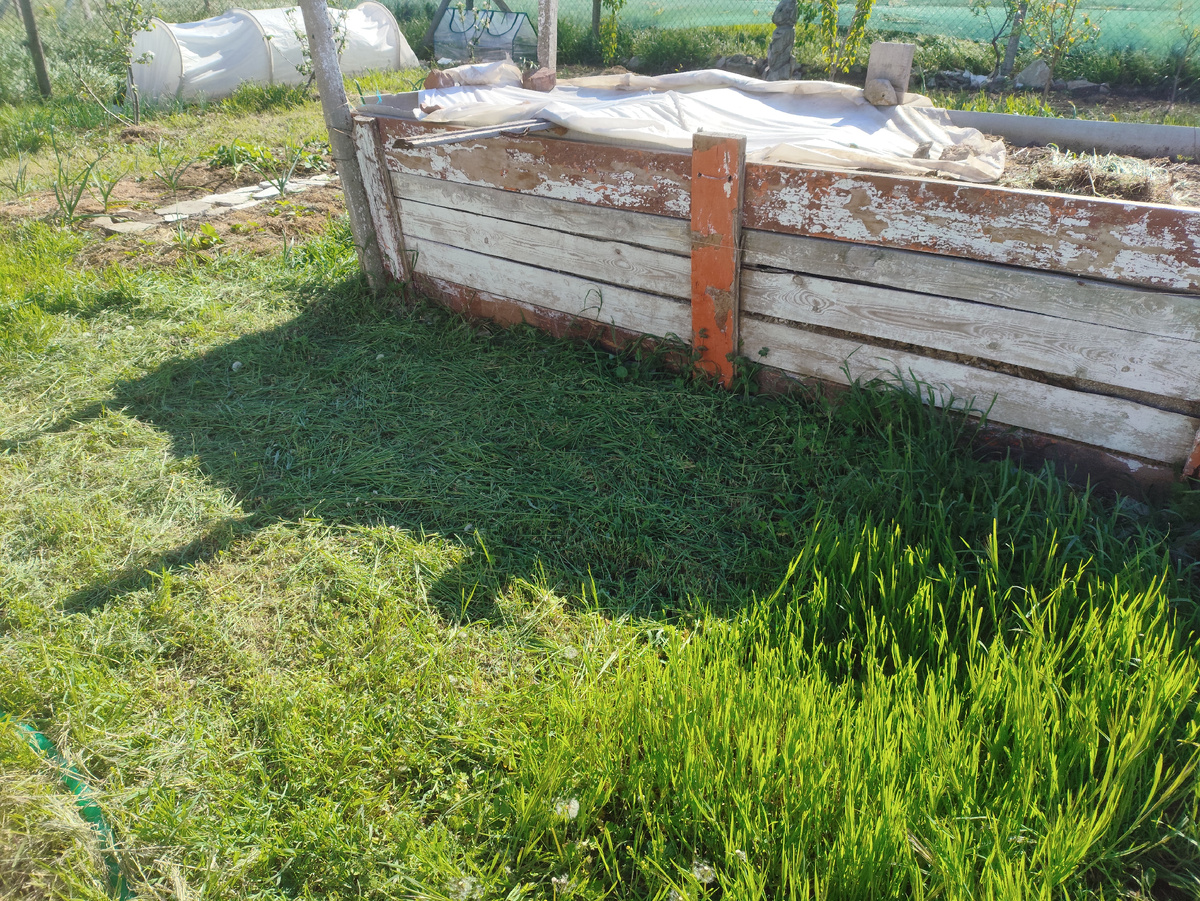 Пятачок у грядки почистила