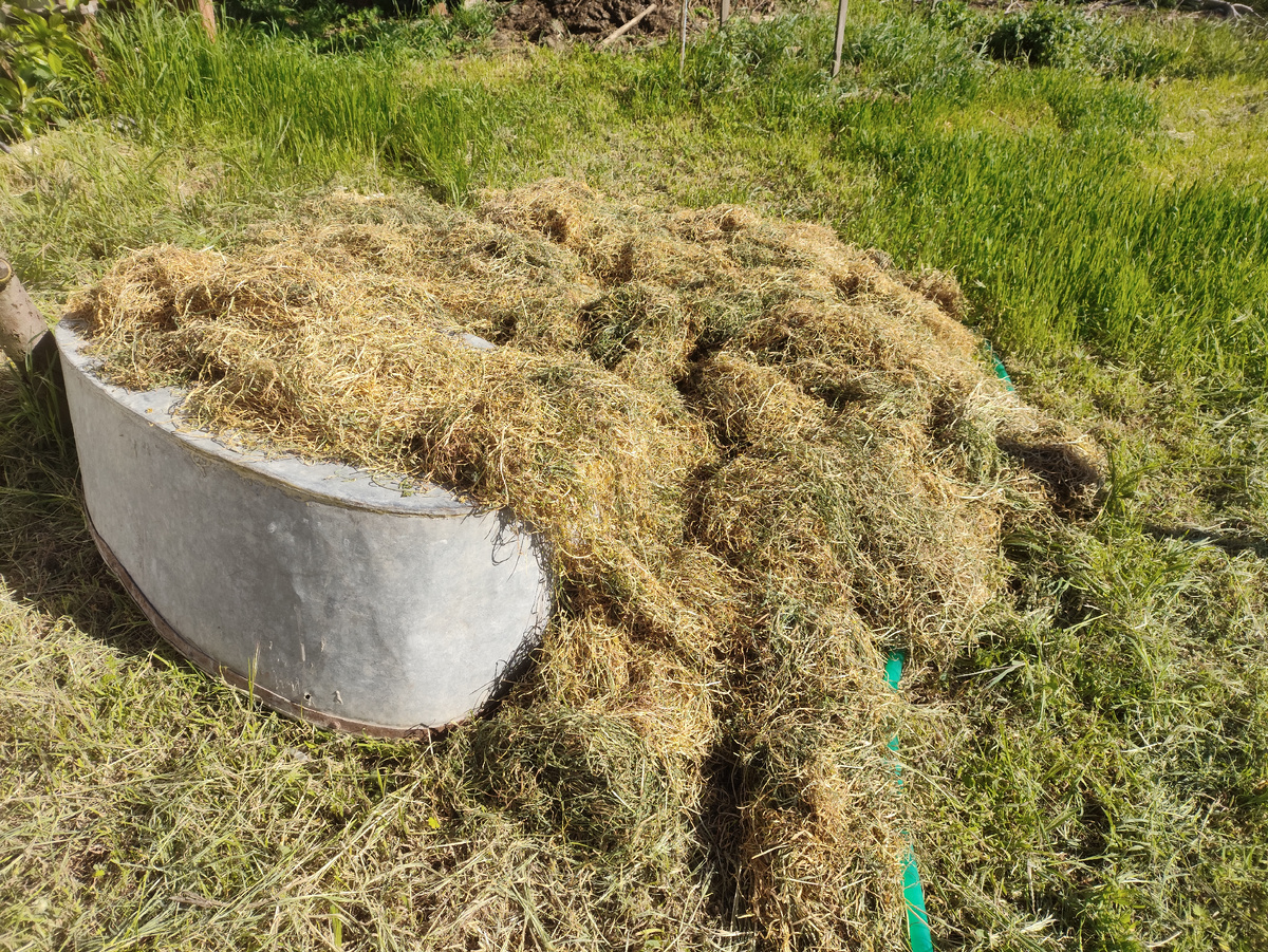 Сушу сено... Уже выгорело всё...