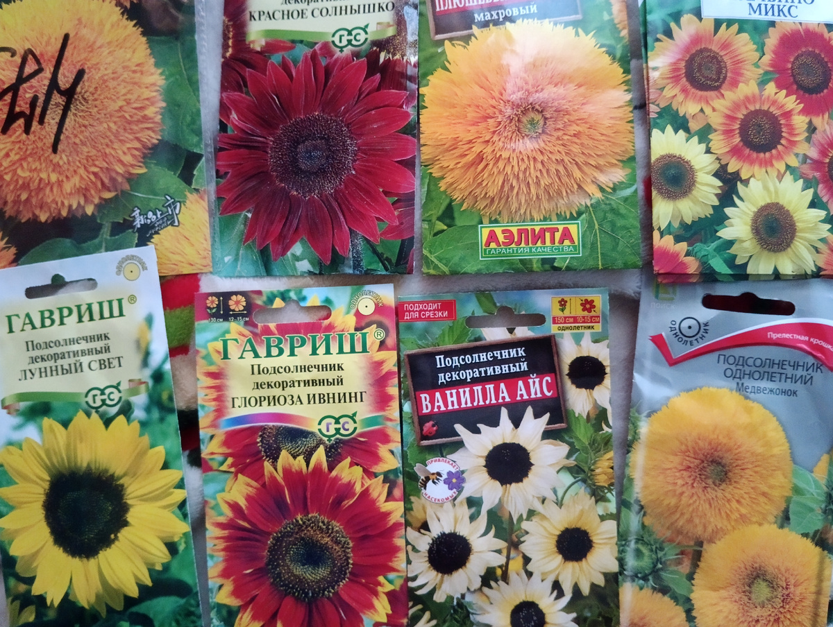 Это всё подсолнухи