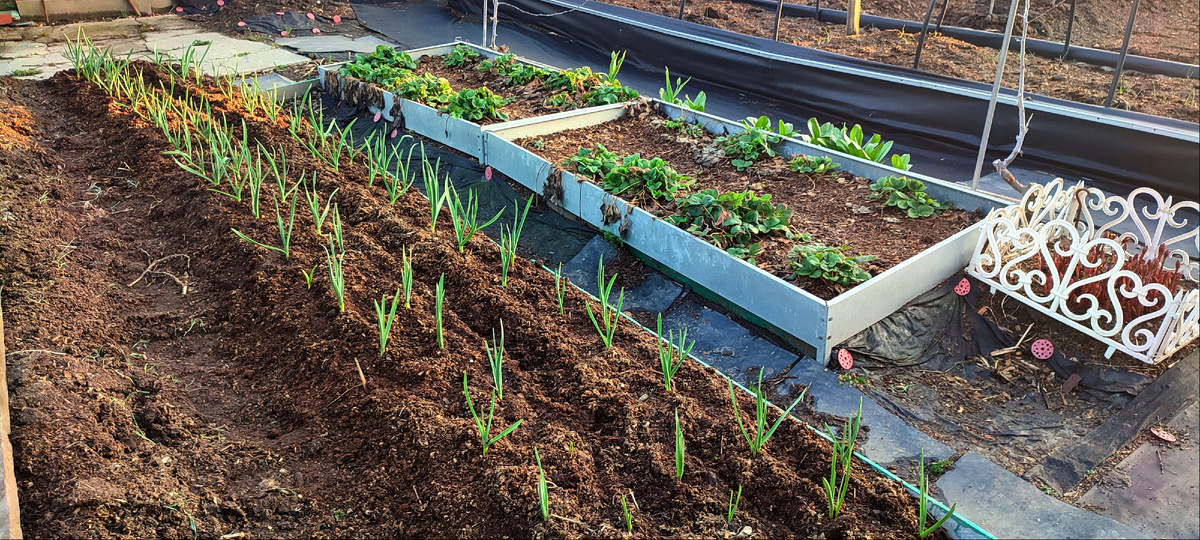 Чеснок я не только подкормила, но и прорыхлила. 