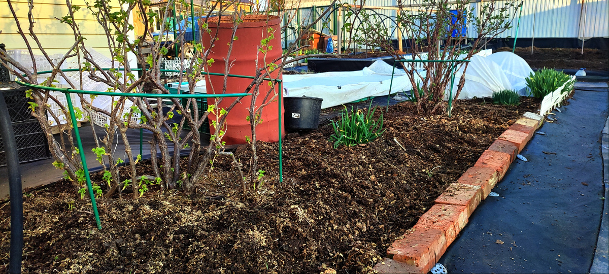 Вот эти два куста, которым сегодня повезло 😊