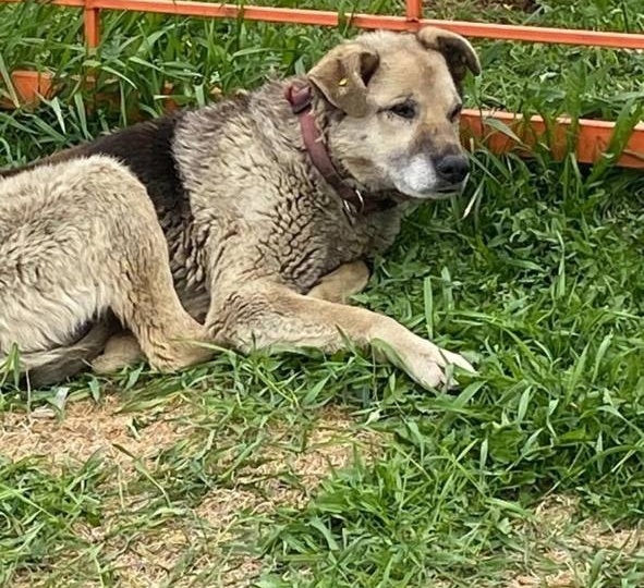 Пёс не хотел контакта с человеком. Тяжело встал. Сгорбил спину и побрёл. И даже пытался бежать, неловко переваливаясь