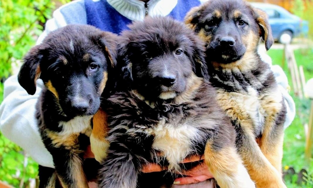 Сладкие девчонки