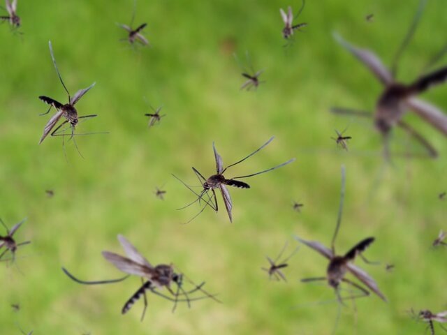    Фото: depositphotos/Kwangmoo