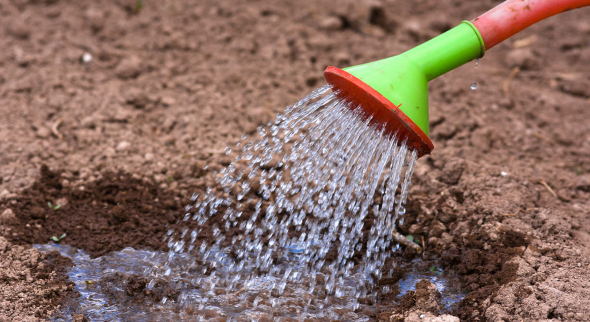 пролив почвы на глубину 2-3 см