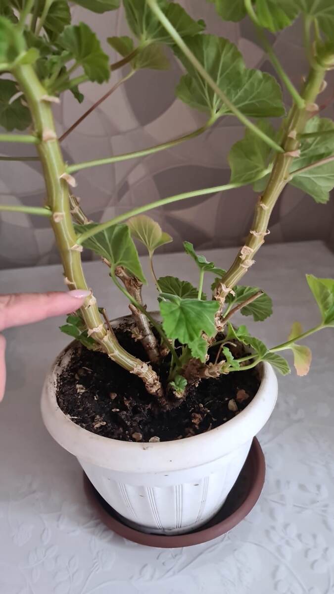 В галерее 2 фото.  Пальцем показываю, где надо срезать