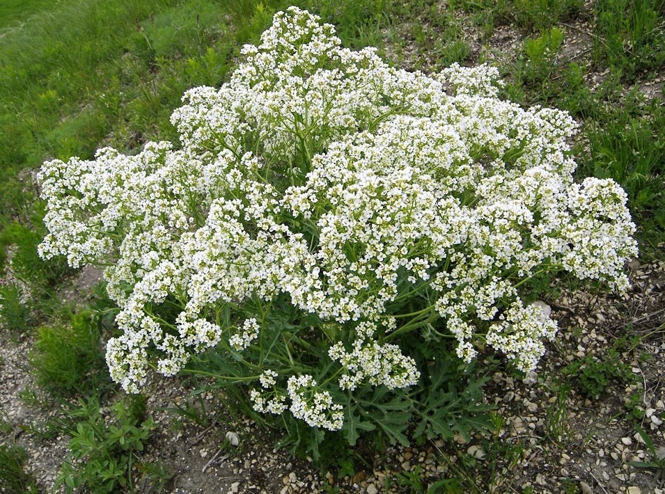 катран цветет