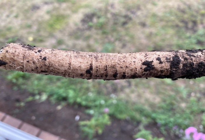 корень катрана