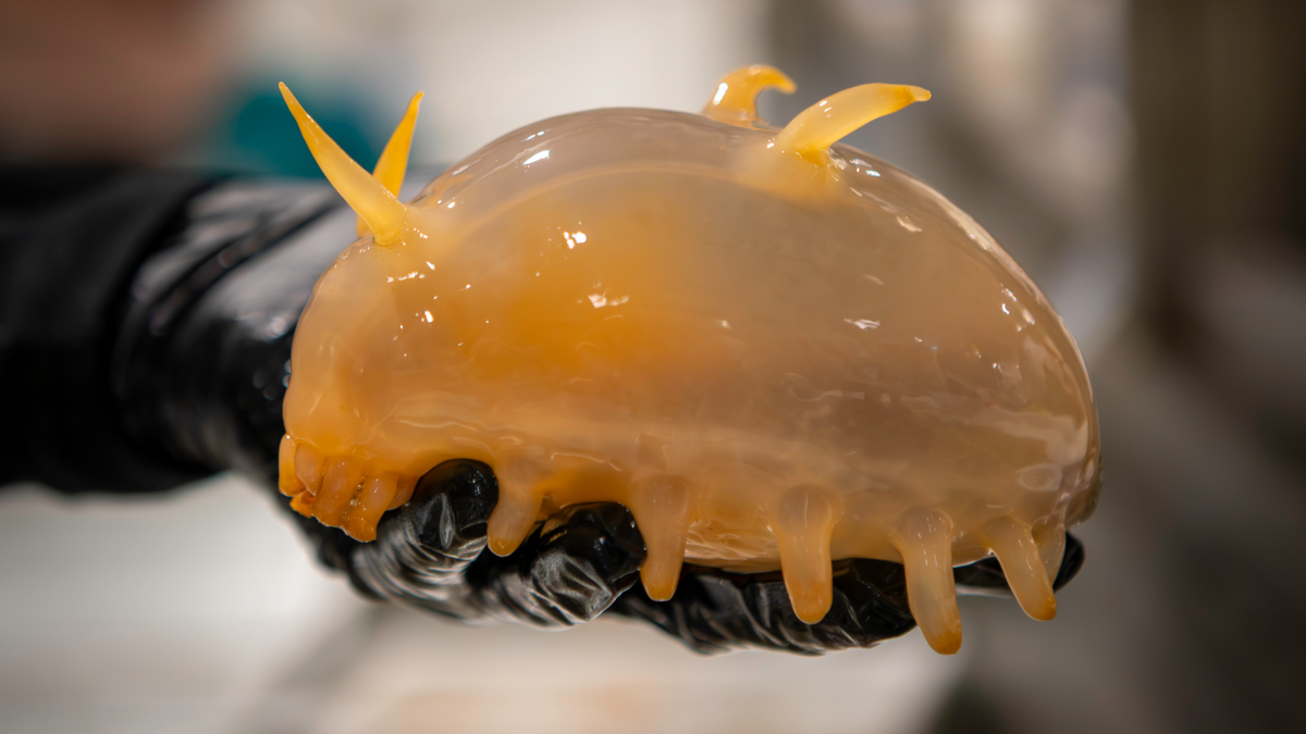    Ученые нашли морских свиней пауков и бабочек на дне Антарктики