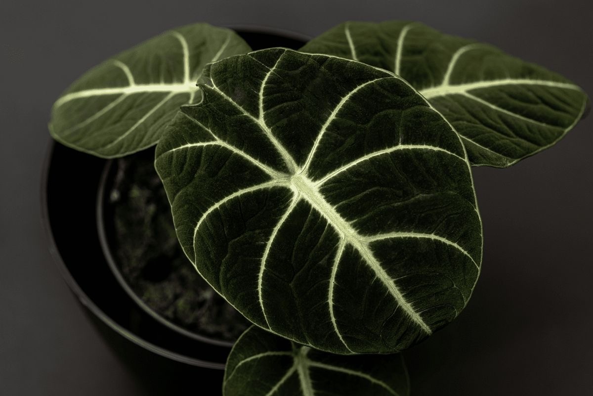 Alocasia Black Velvet