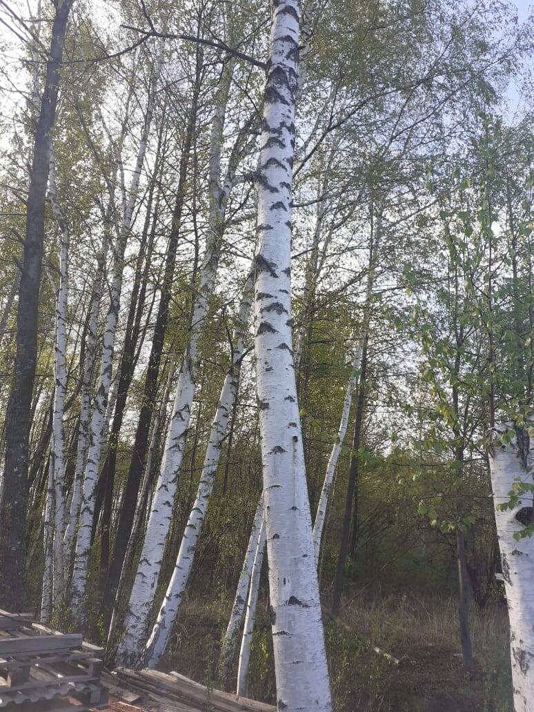 На даче-огороде Берёзы