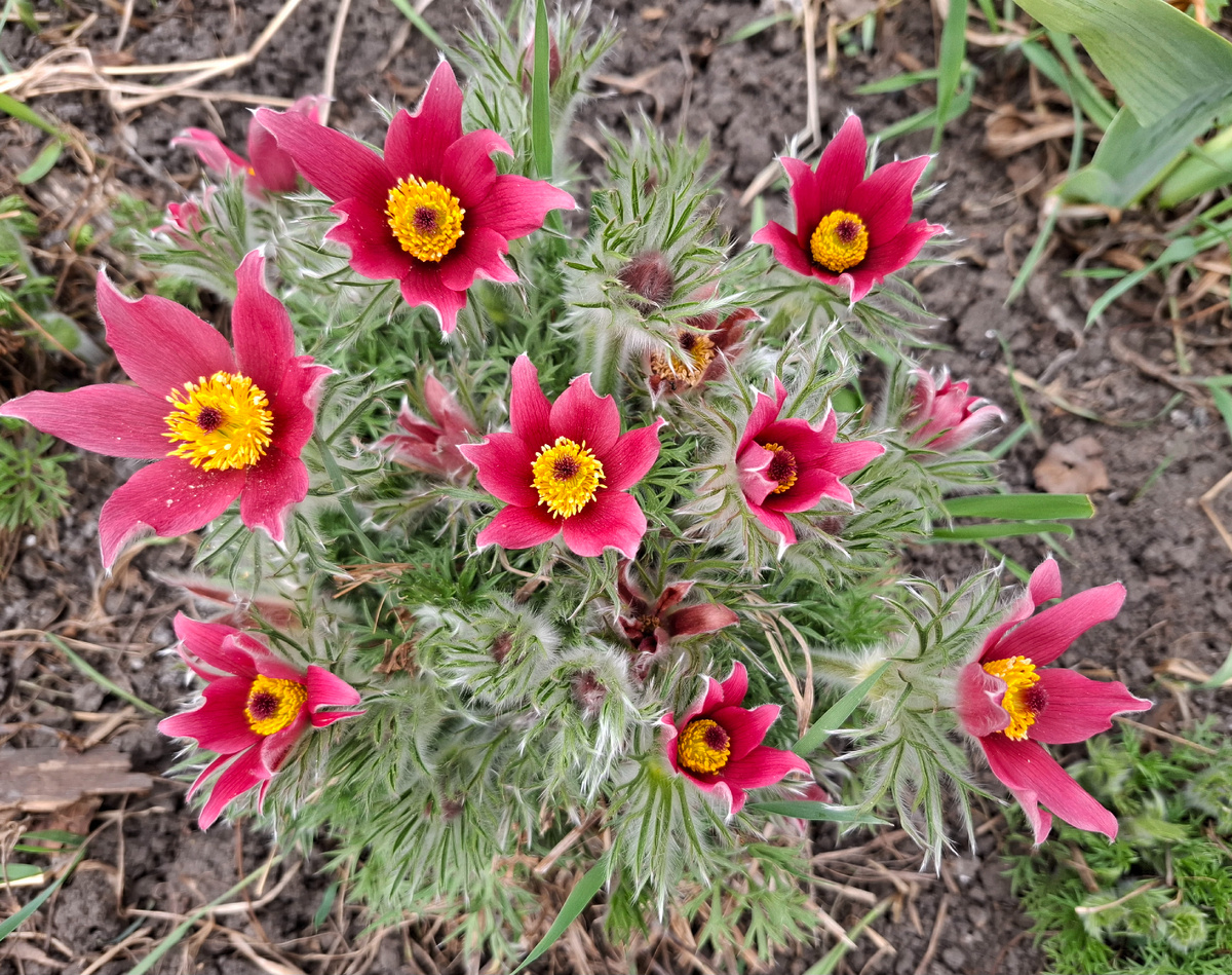 Яркий красный с крупным цветком.