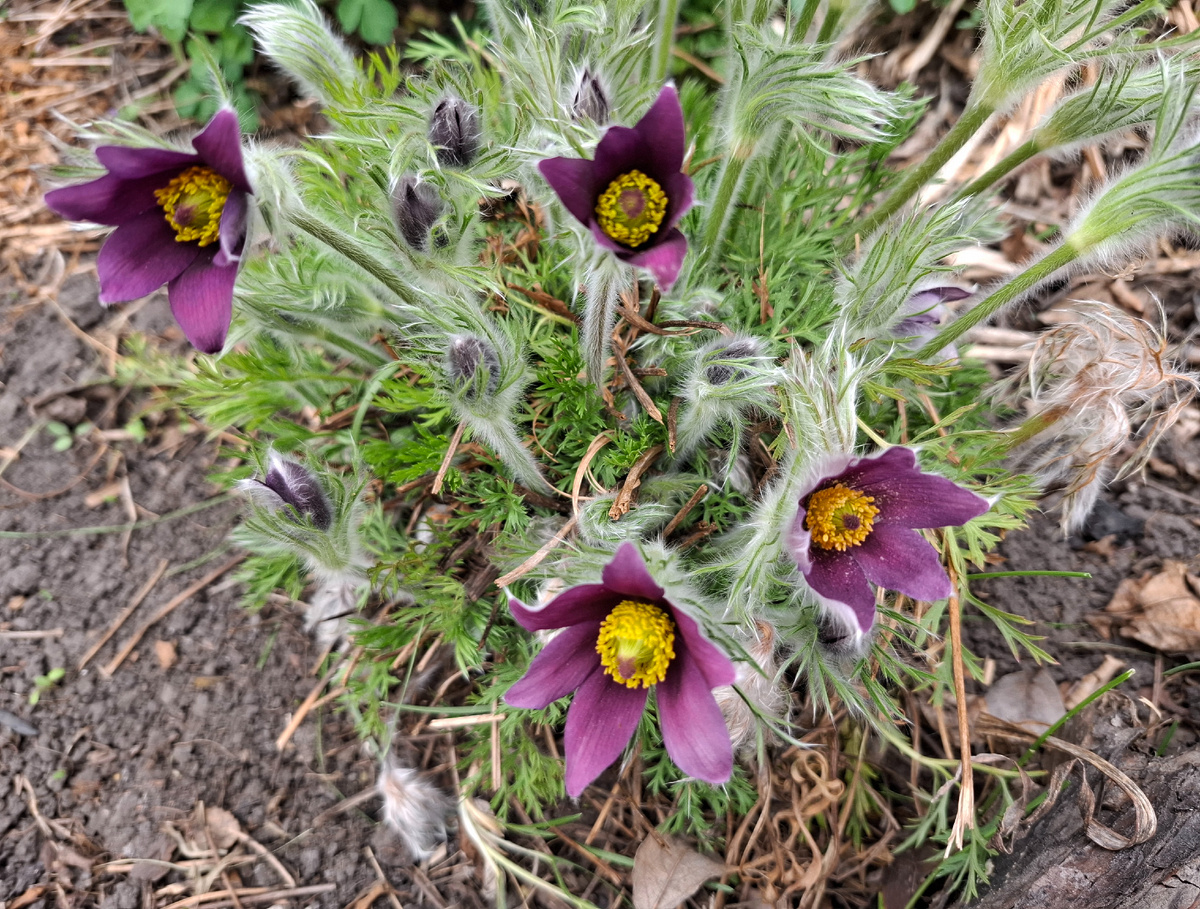 Сливовый в этом году такой тёмный.