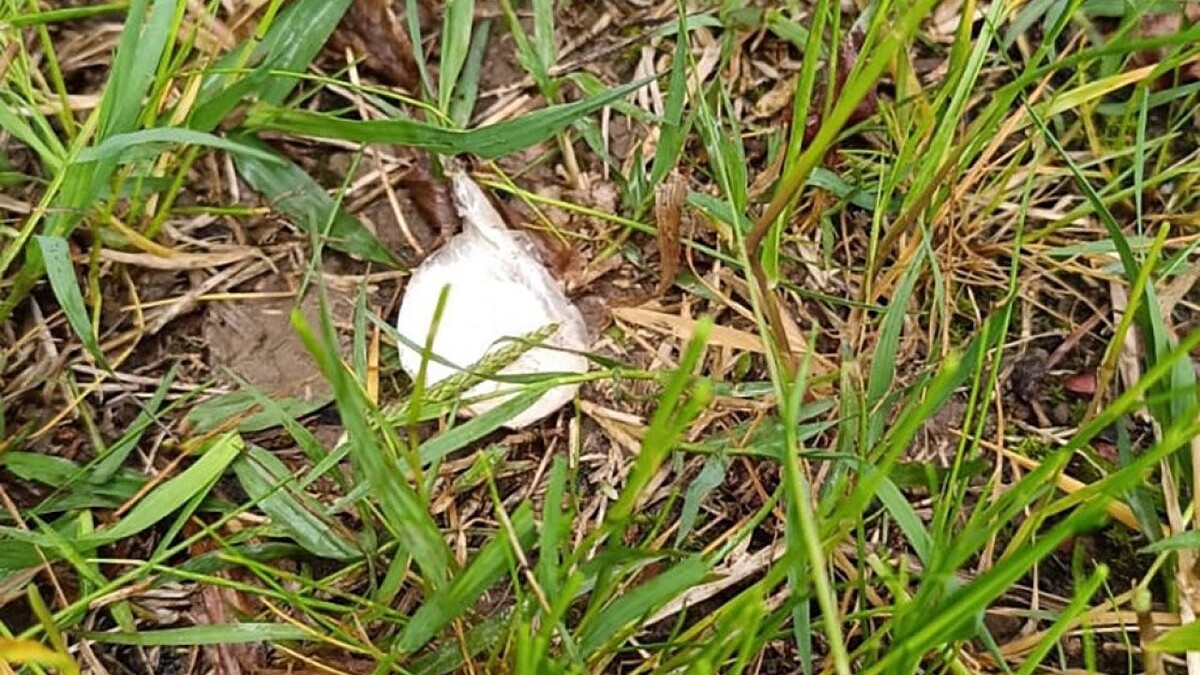    Фото: t.me/rosgvard_krasnodar