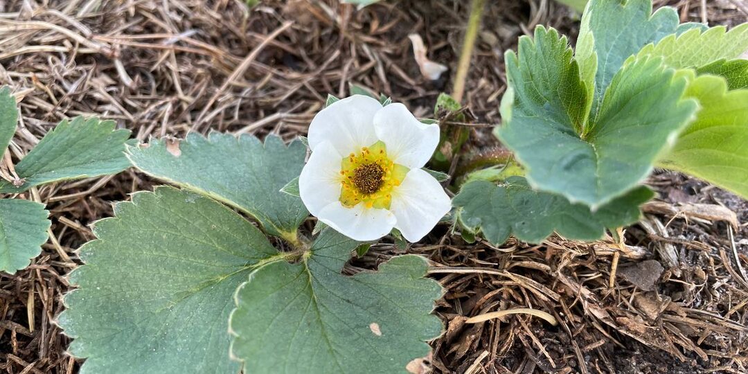 Как вывести долгоносика из себя и из клубники, а заодно и белокрылку