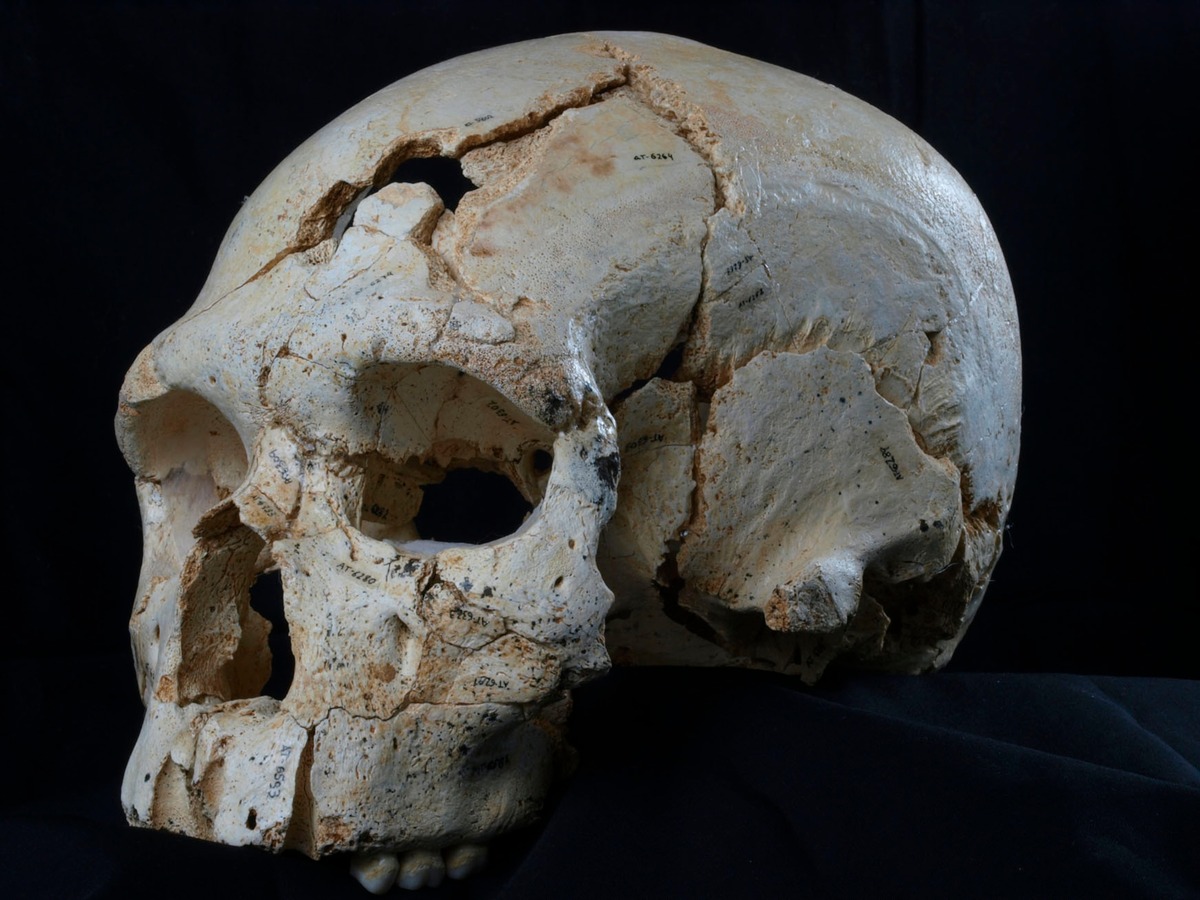 УЧЕНЫЕ УКАЗЫВАЮТ НА ДВА ОТВЕРСТИЯ В ЭТОМ ЧЕРЕПЕ КАК НА СВИДЕТЕЛЬСТВО САМОГО РАННЕГО ИЗВЕСТНОГО УБИЙСТВА, СОВЕРШЕННОГО 430 000 ЛЕТ НАЗАД.