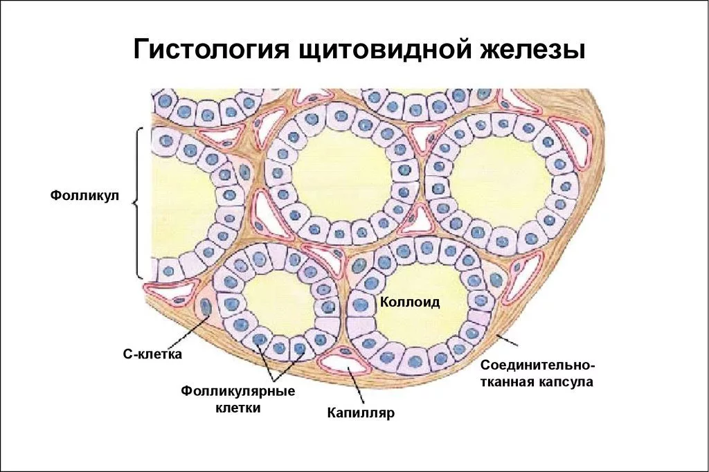 Строение щитовидной железы под микроскопом.