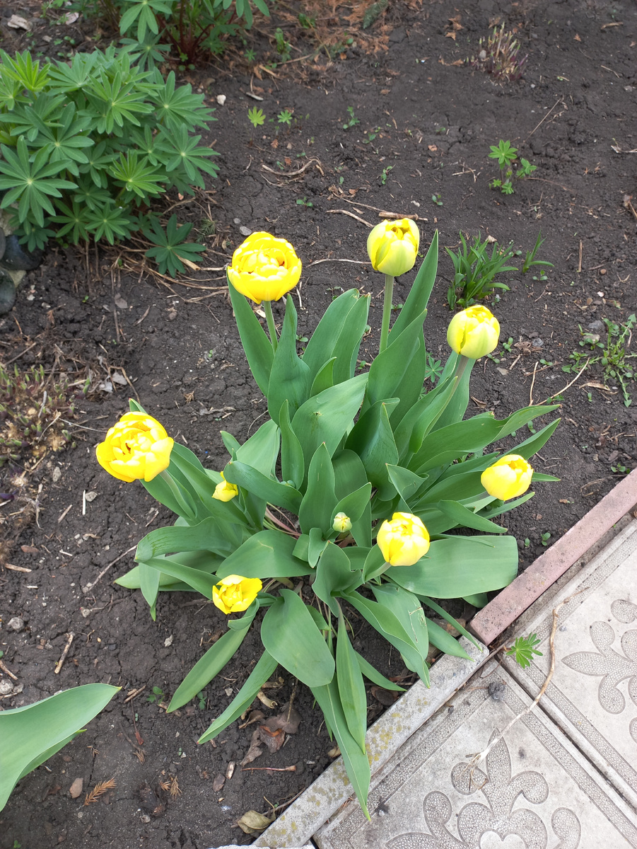 Вчера сфоткала свои цветочки перед заморозками.