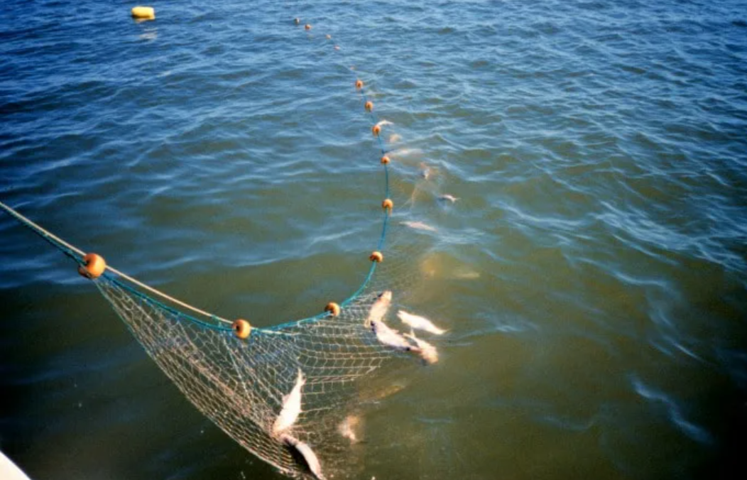 Вопрос или утверждение. Кто виновен в сокращении популяции воблы. Последние 20 лет с браконьерами пытались, боролись, но результат почти нулевой. В последние годы наказания за ловлю сетями стало более реальным получить реальный срок. Рань вполне можно было отделаться условным сроком. Сейчас чтобы не сесть отдать почти миллион.