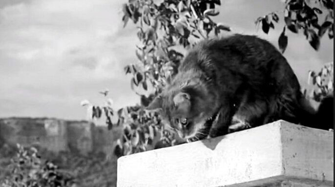 Кадр из фильма "Деловые люди, новелла "Вождь краснокожих", 1962. В кошку мальчишка бросал камнями