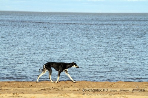 Слюги Irma el Hassen de la Berondiere